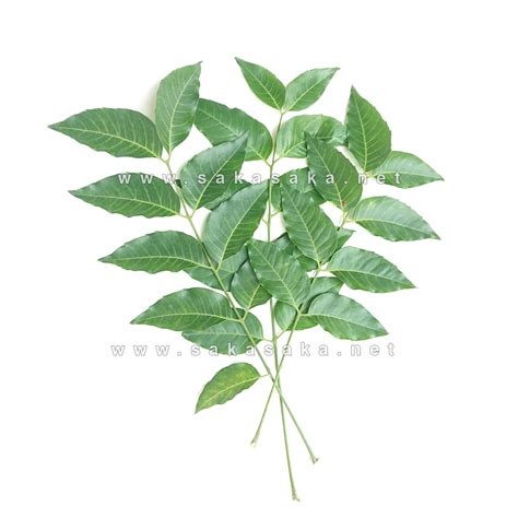 Frozen Curry Leaves - Food Supplier | SakaSaka.net