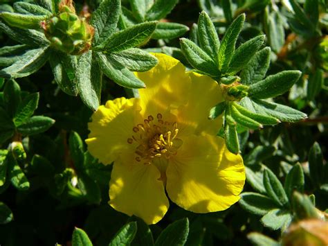 Potentilla fruticosa 'Yellow Gem' Potentilla, Bush Cinquef… | Flickr