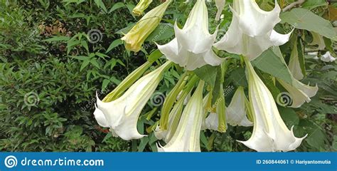 Kecubung Flower stock image. Image of halusinasi, pasuruan - 260844061