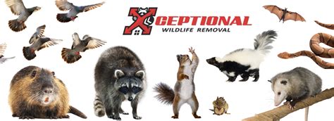 Wildlife Removal, Animal Control | Xceptional Wildlife Removal