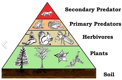 Trophic Levels and the Food Chain - HubPages