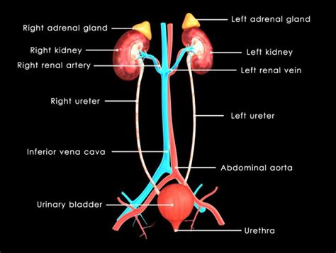 kidney to bladder diagram