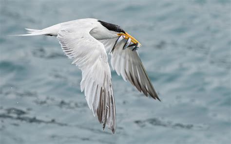 Elegant Tern | Audubon Field Guide