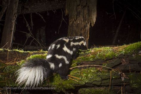 Western spotted skunk | Skunk, Funny animals, Animals wild