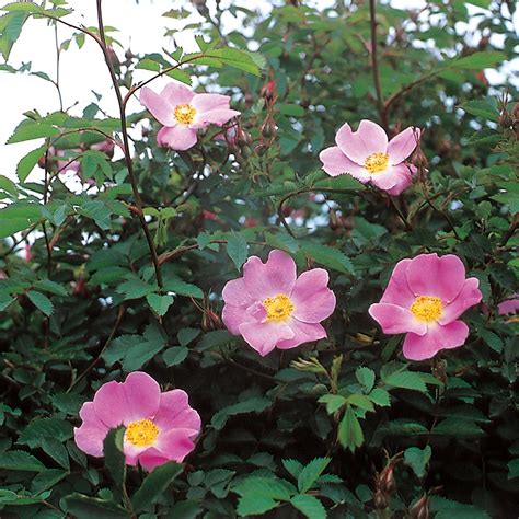 Rosa Eglanteria o Rosa Mosqueta - www.plantasyjardines.es