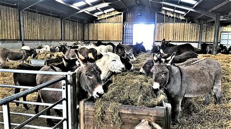 Flicka Foundation Donkey Sanctuary,... © Ian Cunliffe cc-by-sa/2.0 :: Geograph Britain and Ireland