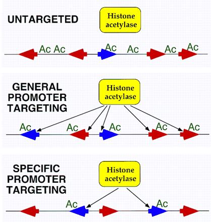 Histone acetylation and transcriptional regulatory mechanisms