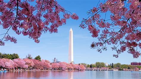 National Cherry Blossom Festival 2019: When is peak bloom, how to go - ABC13 Houston