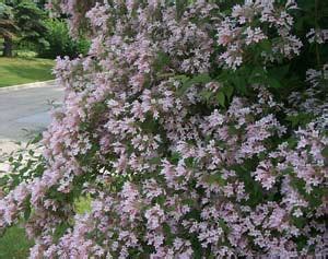 Beauty Bush - Pruning, Winter Care and Fertilizing - Hawks Landscape, Inc.