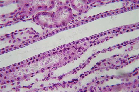 Simple Cuboidal Epithelium