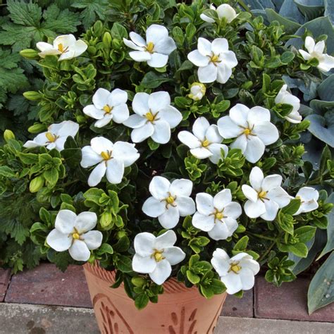 Romantic Flowers: Gardenia Flower