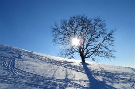 Munich, Winter, Olympic Park, Tree, winter, snow free image | Peakpx