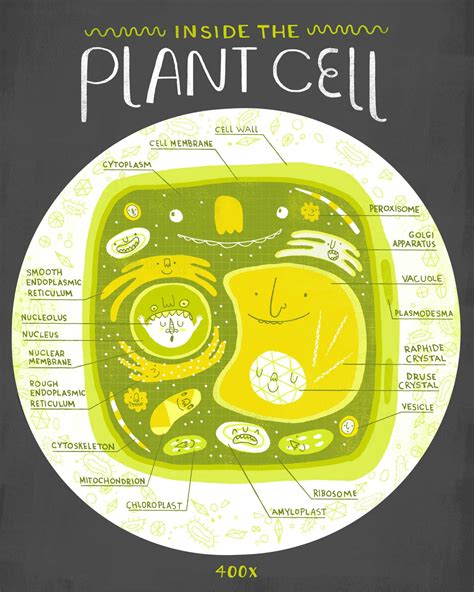 CELLS - Rachel Ignotofsky Design | Cell anatomy, Plant cell, Biology