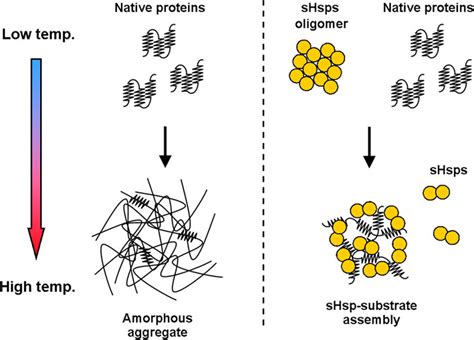 Frontiers | The Small Ones Matter—sHsps in the Bacterial Chaperone Network