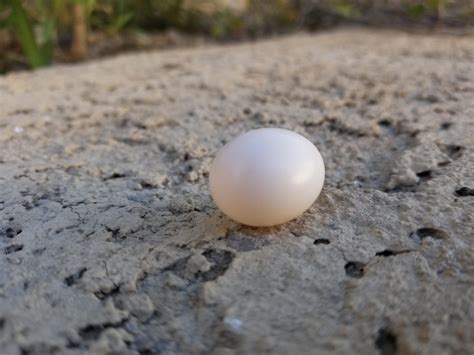 Mourning Dove Abandoned Eggs - Pigeon Villa