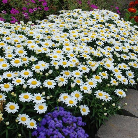 Shasta Daisy – Growing and Caring for Shasta Daisy Flowers | Garden Design