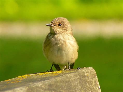 Spotted Flycatcher Bird Facts (Muscicapa striata) | Birdfact