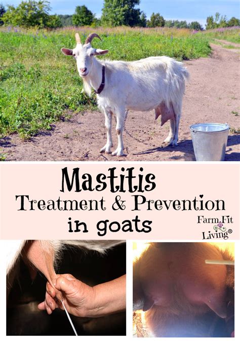 Mastitis Treatment and Prevention in Goats - Farm Fit Living