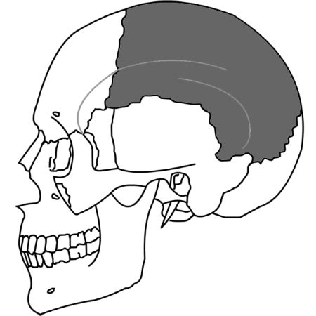 Parietal Bones of the Skull | Anatomy, Location & Function | Study.com