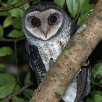 Lesser sooty owl - Alchetron, The Free Social Encyclopedia