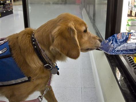 Arizona imposes fines for people who lie about service animals