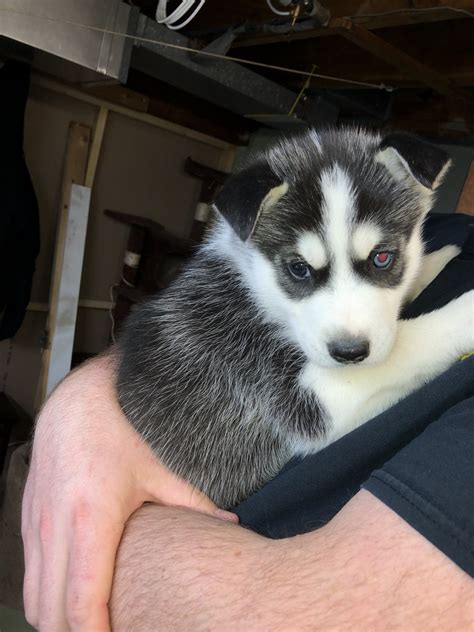 Siberian Husky Puppies For Sale | Westfield, MA #295301