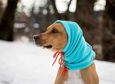 4 Best Dog Winter Hats (2022 Reviews)