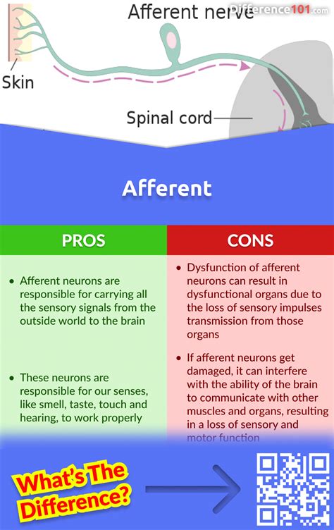 Afferent vs. Efferent: 6 Key Differences, Pros & Cons, Similarities | Difference 101