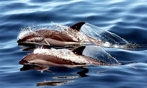 Atlantic White-sided Dolphin – "OCEAN TREASURES" Memorial Library