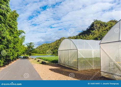 Domed Greenhouse or Tunnel for Young Plants Growing Nursery House Stock Image - Image of ...