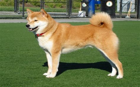 Giống chó Akita Inu - quốc khuyển của Nhật Bản - Yêu thú cưng Blog