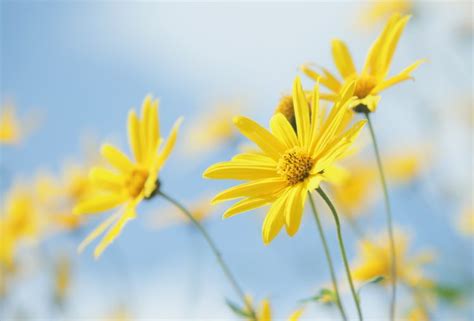 plants, Nature, Yellow flowers, Flowers