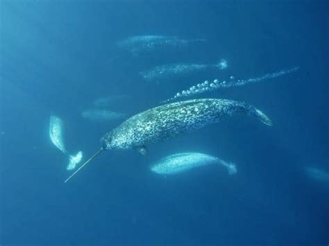 The most significant and unique creature: THE Narwhal