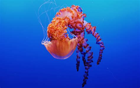 Jellyfish in Monterey Bay Aquarium 4K Wallpapers | HD Wallpapers | ID #22614