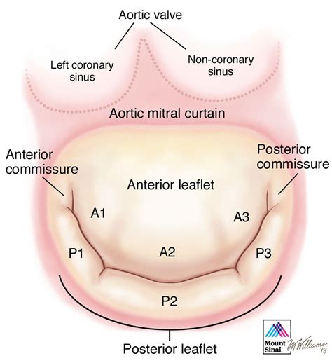 Anatomy Of The Aortic Valve - Anatomical Charts & Posters