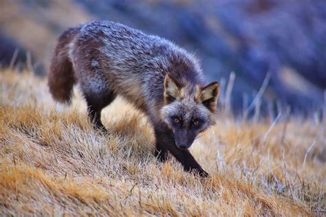 Black Foxes In 45 Pictures Showing The Beauty Is Hidden In Their Fur