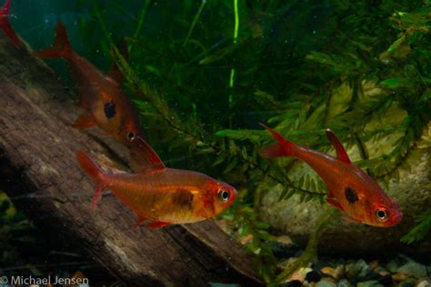 Red Phantom Tetra - Hyphessobrycon sweglesi - Michael Jensen's Aquarium