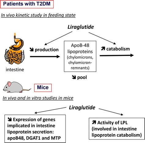 Liraglutide Weight Loss Mechanism | Blog Dandk