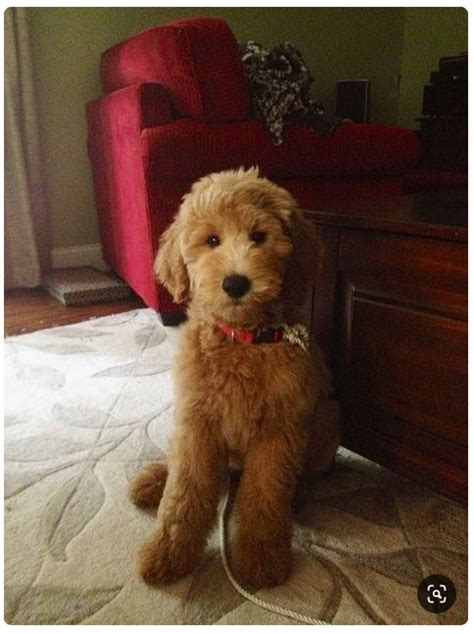 Grooming: Goldendoodle Haircuts & Styles [Pictures]