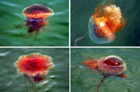 Giant stinging jellyfish are appearing in greater numbers on Mass. beaches, but no one seems to ...