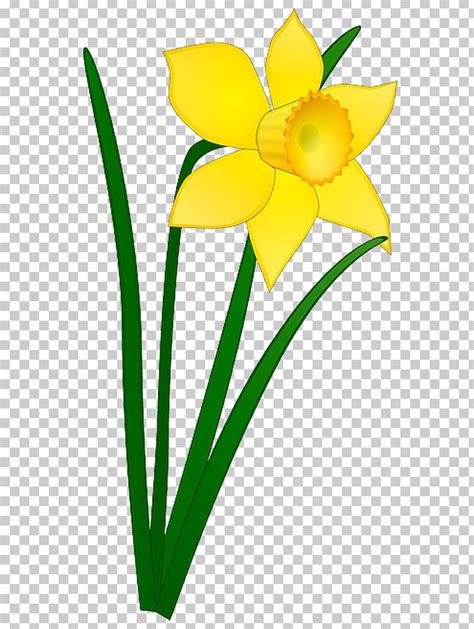 Daffodil Drawing I Wandered Lonely As A Cloud PNG, Clipart, Amaryllis Family, Crispiness, Cut ...