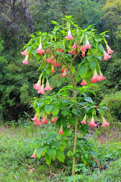 How to Plant Angel’s Trumpet in Your Garden (Tricks to Care!)