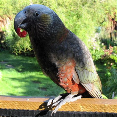 Parrot talk: The Kaka