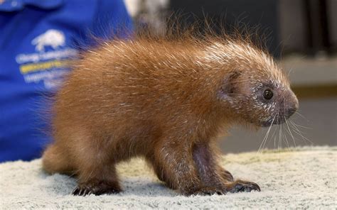 Baby porcupine. Cute, fluffy, adorably ugly. : aww