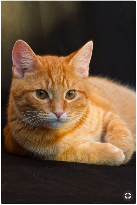 www.majaempfiehlt.de | Orange tabby cats, Orange cats, Pretty cats