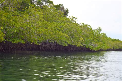 Mangrove Trees with Aerial Roots in Forest and Water Creek - Green Landscape - Baratang Island ...