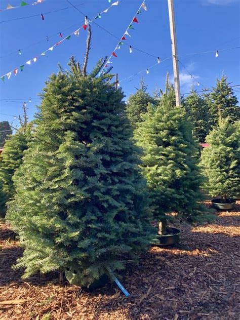 Where to Find a Christmas Tree In and Around Los Angeles