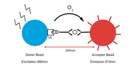 A New Frontier in Protein Quantitation: AlphaLISA