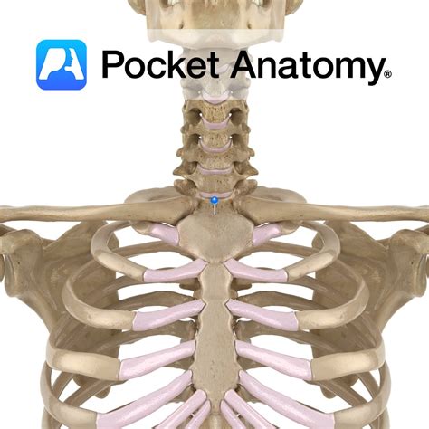 Sternum - jugular notch - Pocket Anatomy