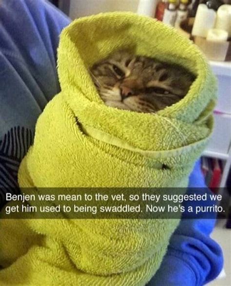 ‘Cats On Catnip’: 50 Funny And Relatable Cat Memes We Loved A Lot | Bored Panda